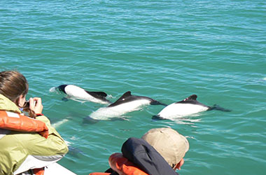 Punta Tombo: Pingüinos y Toninas